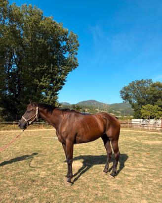 Cavallo