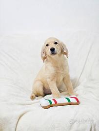 Cuccioli di Golden