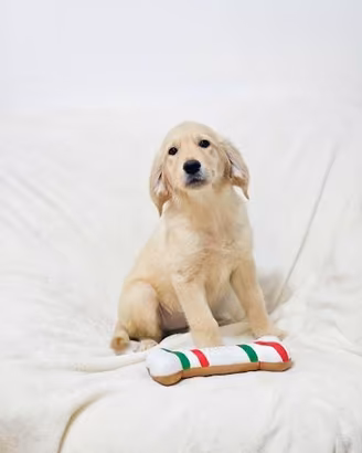 Cuccioli di Golden