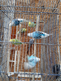 Diamantini/pappagallini