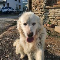 Pastore abruzzese maremmano