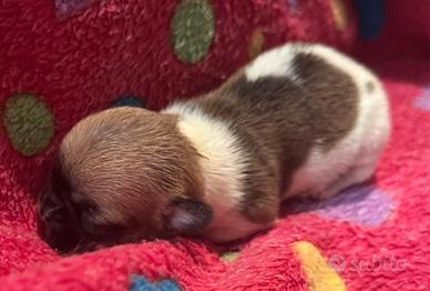 Cucciola di chihuahua pelo corto