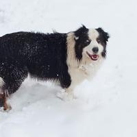 Pastore australiano per accoppiamento