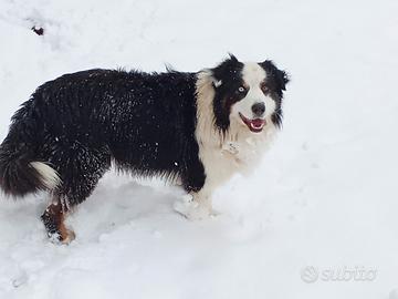 Pastore australiano per accoppiamento
