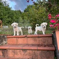 Cuccioli in adozione