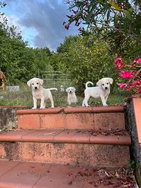 Cuccioli in adozione