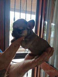 Cuccioli di bulldog francese 