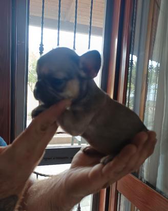 Cuccioli di bulldog francese 