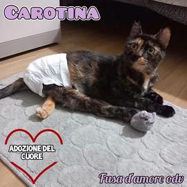 Gattina: adozione del cuore