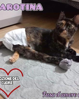 Gattina: adozione del cuore