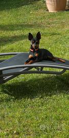 Pinscher maschio per monta
