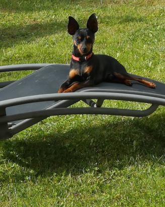 Pinscher maschio per monta