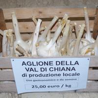 Aglione della Valdichiana uso gastronomia o semina