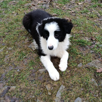 Cucciola border collie bianco nero pedigree