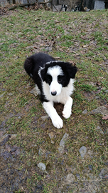 Cucciola border collie bianco nero pedigree