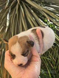 Cuccioli Jack russel