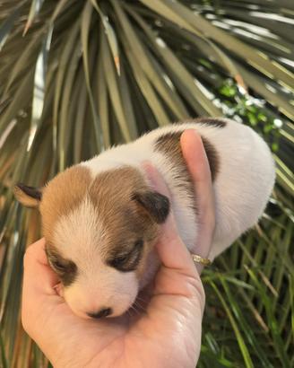 Cuccioli Jack russel