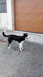 Cucciolo borde collie
