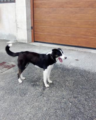 Cucciolo borde collie