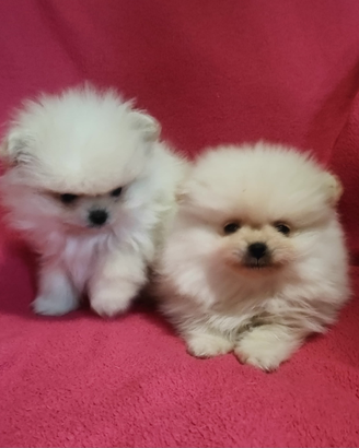Spitz di pomerania