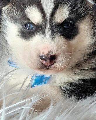 Siberian husky cucciolata con pedigree