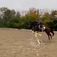 Cavallo da salto 9 anni