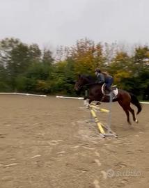 Cavallo da salto 9 anni
