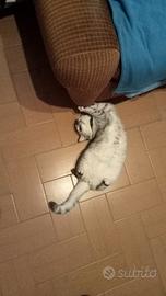 Una gattina brithis shorthair black schinchila