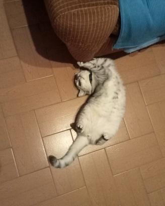 Una gattina brithis shorthair black schinchila
