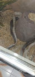 Serpente del grano