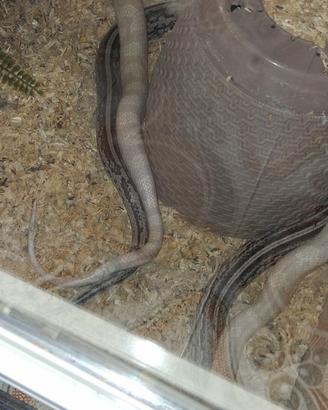 Serpente del grano