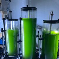 Fitoplancton acquario marino