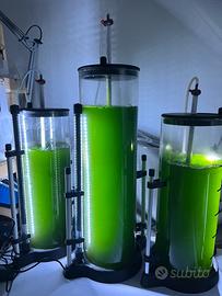 Fitoplancton acquario marino