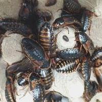 Blatte Dubia, spedisco