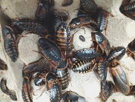 Blatte Dubia, spedisco