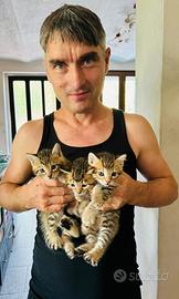 Gattini molto belli