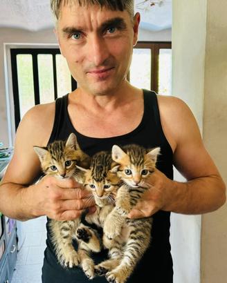 Gattini molto belli
