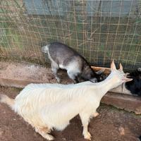 Capretta tibetana con capretto