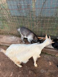 Capretta tibetana con capretto