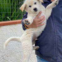 Cucciolo bianco mamma akita inu papà meticcio