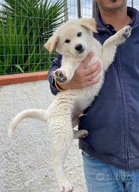 Cucciolo bianco mamma akita inu papà meticcio