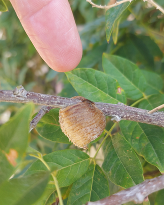 Mantide Religiosa ooteca