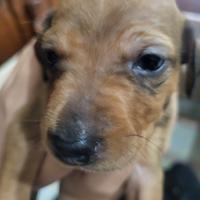 Animali da compagnia