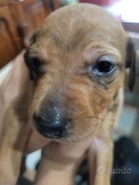 Animali da compagnia