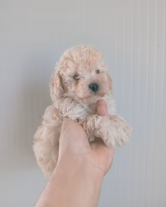 Cucciolo di barboncino Toy champagne