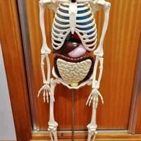 Modello scheletro completo