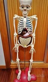 Modello scheletro completo