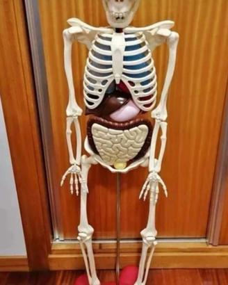 Modello scheletro completo