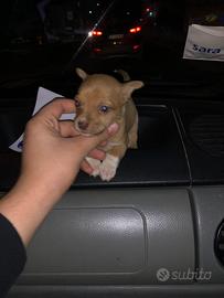 Mini chihuahua Pincher Toy da borsetta