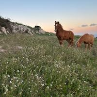 Puledro haflinger